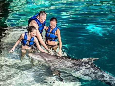 Nado Con Delfines Xcaret Tu Experiencia