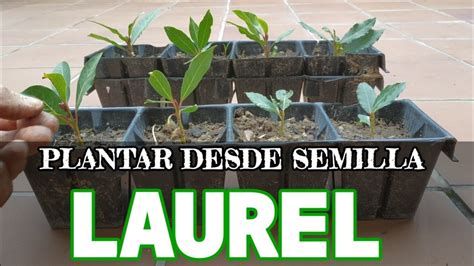 Como Plantar Laurel Por Semillas Con Éxito Reproducir Laurel 🌱 En