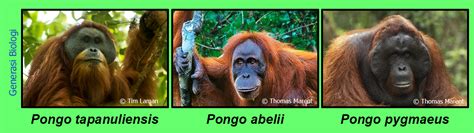 Penemuan Spesies Baru Orang Utan Paling Langka Di Bumi Generasi Biologi