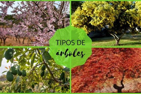 Ejemplos De Árbol De Objetivos Guía Práctica Para El Éxito