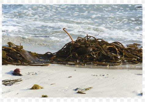 Ascophyllum Nodosum Algae Seaweed Kelp Png X Px Ascophyllum