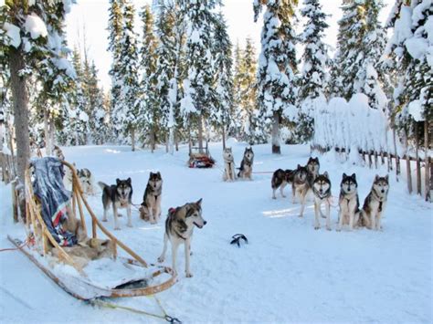 Ten things to do in Lapland in the winter | Velvet Escape