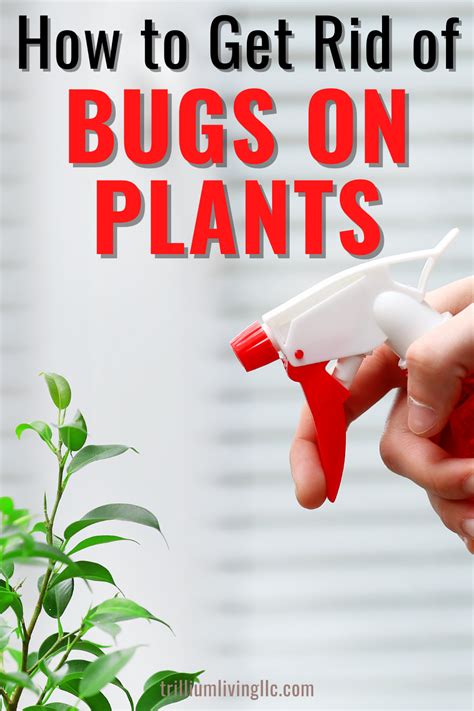 How To Get Rid Of Bugs In My Indoor Plants