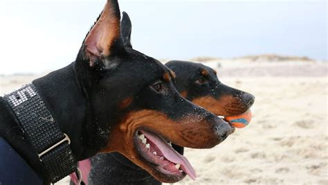 Cute Red Doberman Puppies