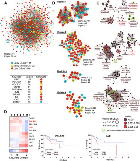 The protein-protein interaction network. (A) The protein-protein ...