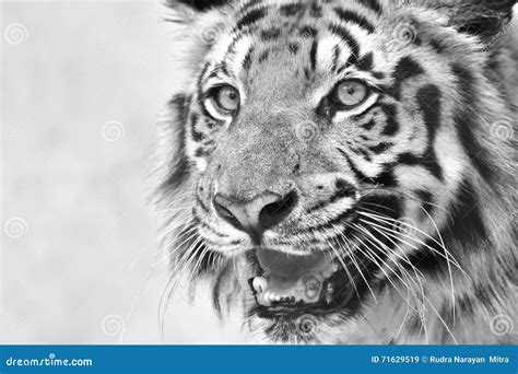 Angry Face Of Royal Bengal Tiger Panthera Tigris India Stock Image