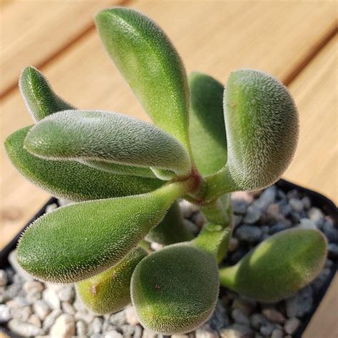 Shop For Crassula Congesta Succulent Green Beans Planet Desert