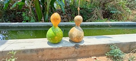 Calabash: A Versatile Gourd