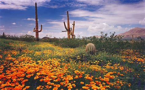 James D Best Springtime In The Sonoran Desert