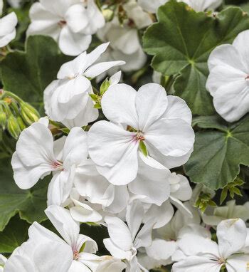 Boldly Coral Geranium Pelargonium Interspecific Proven Winners