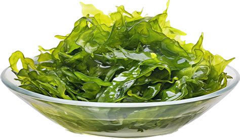 Seaweed Png With Ai Generated 26759438 Png