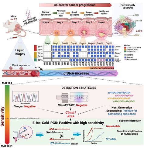 Early Detection Of Colorectal Cancer Somatic Mutations Using Cfdna