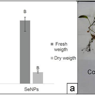 Plant Growth Promotion Of Mustard Seedlings Measure As Dry Biomass