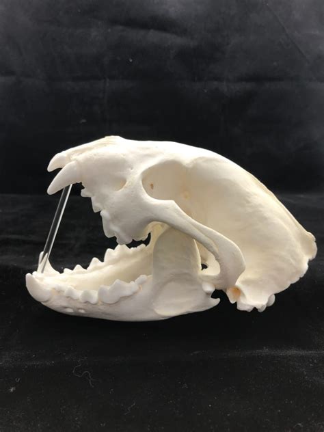 Real Wolverine Skull Actual Bone Muscular Carnivore