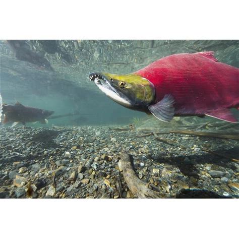 Posterazzi Underwater View Of A Male Sockeye Salmon In Power Creek Near