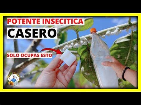 Como Hacer Un Potente Insecticida Casero Para El Jard N Elimina Y