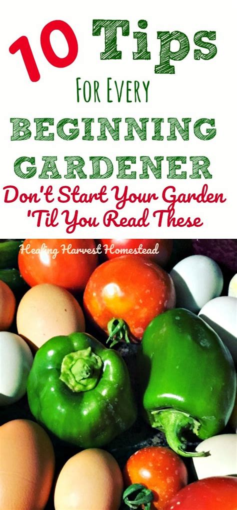 10 Tips For Vegetable Gardening Success For Beginners Tips All Gardeners Need To Know To Grow