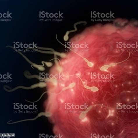 Sperm And Egg Cell Stock Illustration Download Image Now Human Egg