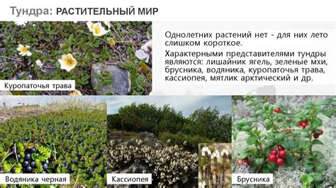 Арктические пустыни, тундра и лесотундра - презентация онлайн