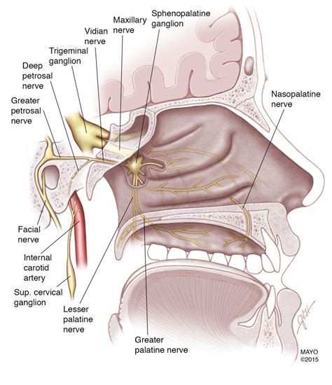 Pterygopalatine Ganglion Anatomy