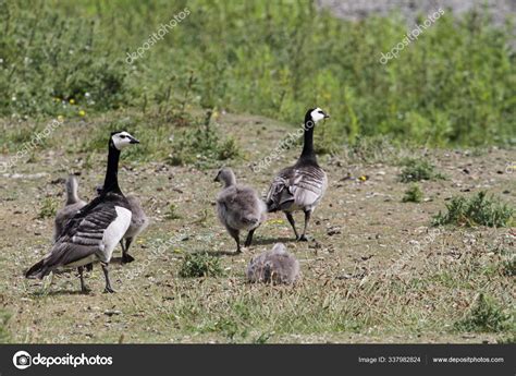 Barnacle Geese Young Animals — Stock Photo © PantherMediaSeller #337982824