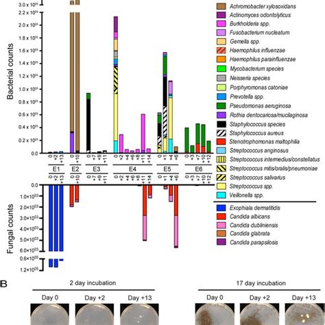 Bacterial And Fungal Community Composition In Exacerbation Series From