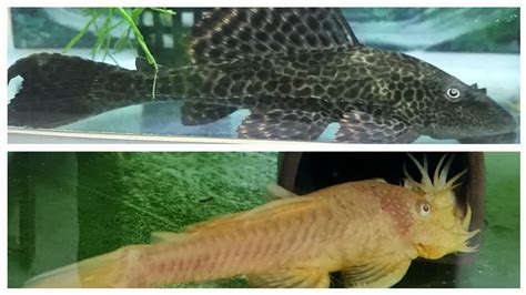 Common Pleco Vs Bristlenose Pleco Ancistrus What Is The Difference