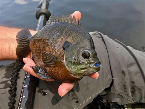 Ten Tips For Trophy Panfish This Summer — Panfish On The Fly