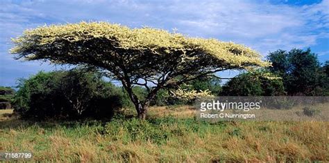 Umbrella Thorn Acacia Trees Fotografías E Imágenes De Stock Getty Images