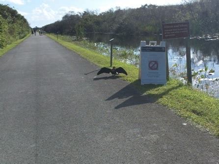 Shark Valley Trail, Everglades, FL Top 10 Biking. E-Z Map. 40+ Photos ...