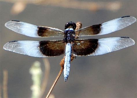 Widow Skimmer Dragonfly In Arizona S Sycamore Canyons Dragonfly