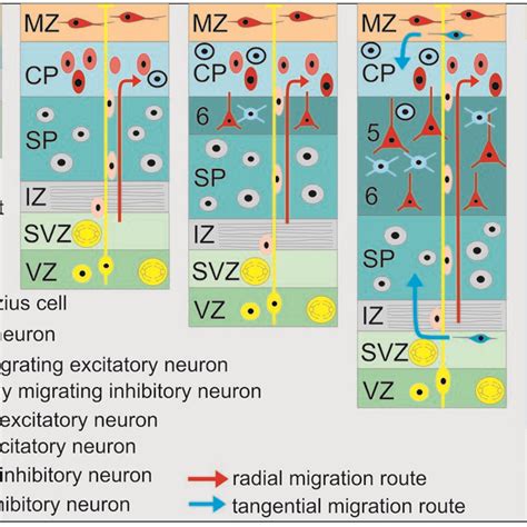 Schematic Diagram Illustrating The Basic Principles Of Neocortical