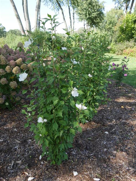 White Pillar® Rose Of Sharon Hibiscus Syriacus Proven Winners