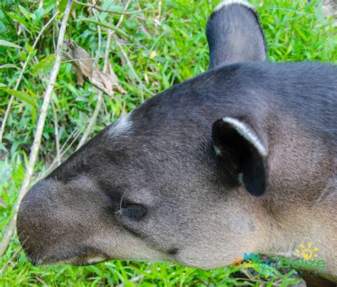 The Baird’s Tapir, the National Animal of Belize - My Beautiful Belize