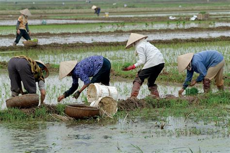 Vietnam Thailand Urge Farmers To Plant Less Rice Diversify Crops