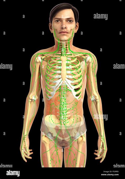 3d rendered illustration of human body anatomy Stock Photo - Alamy