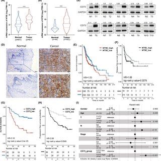 The role of Rho GTPases in actin polymerization and cancer cell ... 