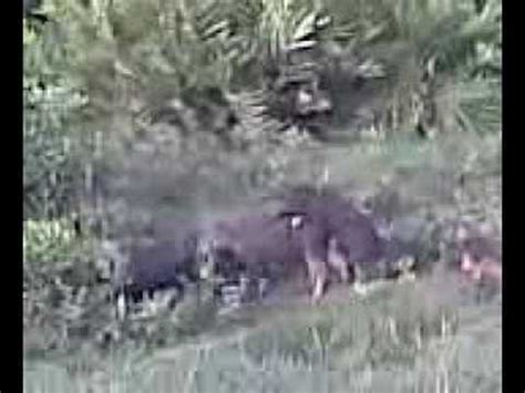 Wild Pig Sex YouTube