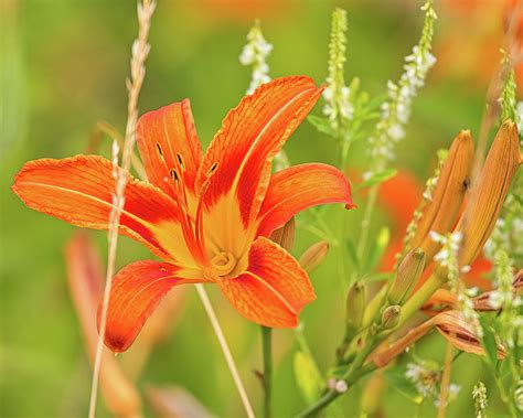 Wild Day Lily Photograph By Daniel Beard Fine Art America