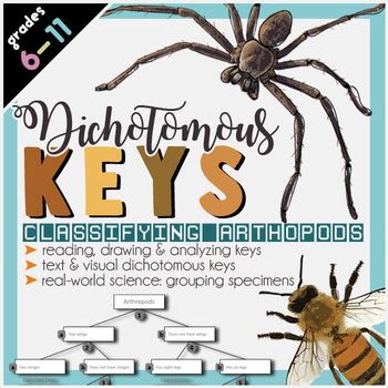 Dichotomous Keys Insects Project By Jadyn Thone Tpt