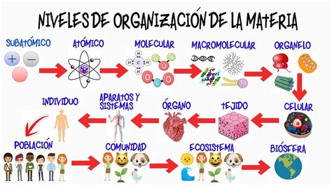 NIVELES DE ORGANIZACIÓN DE LA MATERIA BIOLOGÍA YouTube