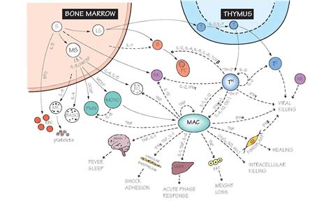 The Cytokine Network - pediagenosis