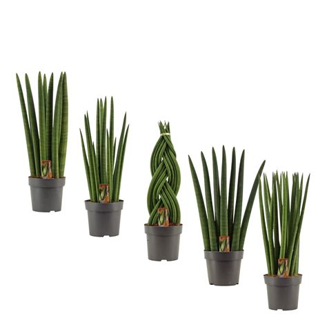 Sansevieria Cylindrica MIX Plant Wholesale FlorAccess