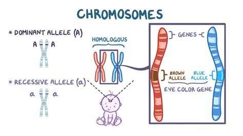 Pfeiffer Syndrome: What Is It, Causes, Signs and Symptoms, and More | Osmosis