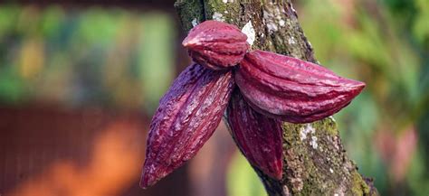 Amplían plazo para presentar muestras de cacao que se seleccionarán