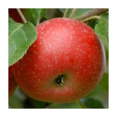 Malus Beauty Of Bath Apple Tree Cheap Fruit Trees Store