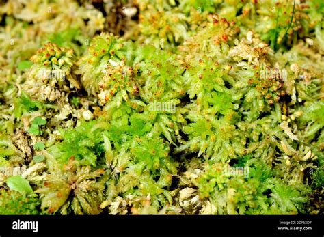 Peat moss (Sphagnum sp Stock Photo - Alamy