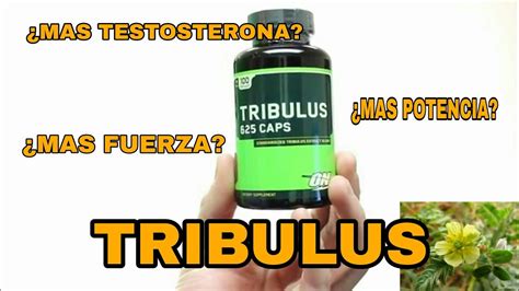 TRIBULUS TERRESTRIS FUNCIONA QUE TAN EFECTIVO ES YouTube