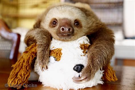 Twerking Baby Sloths (VIDEO) | HuffPost