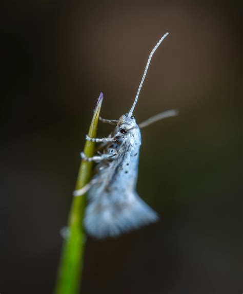 White Insect · Free Stock Photo